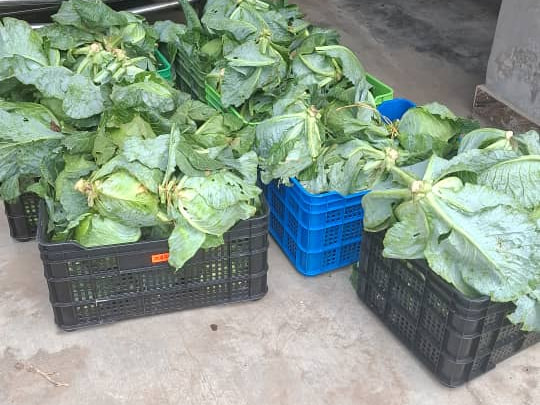 Harvested Ha-Shem Farms cabbages collected in produce crates.