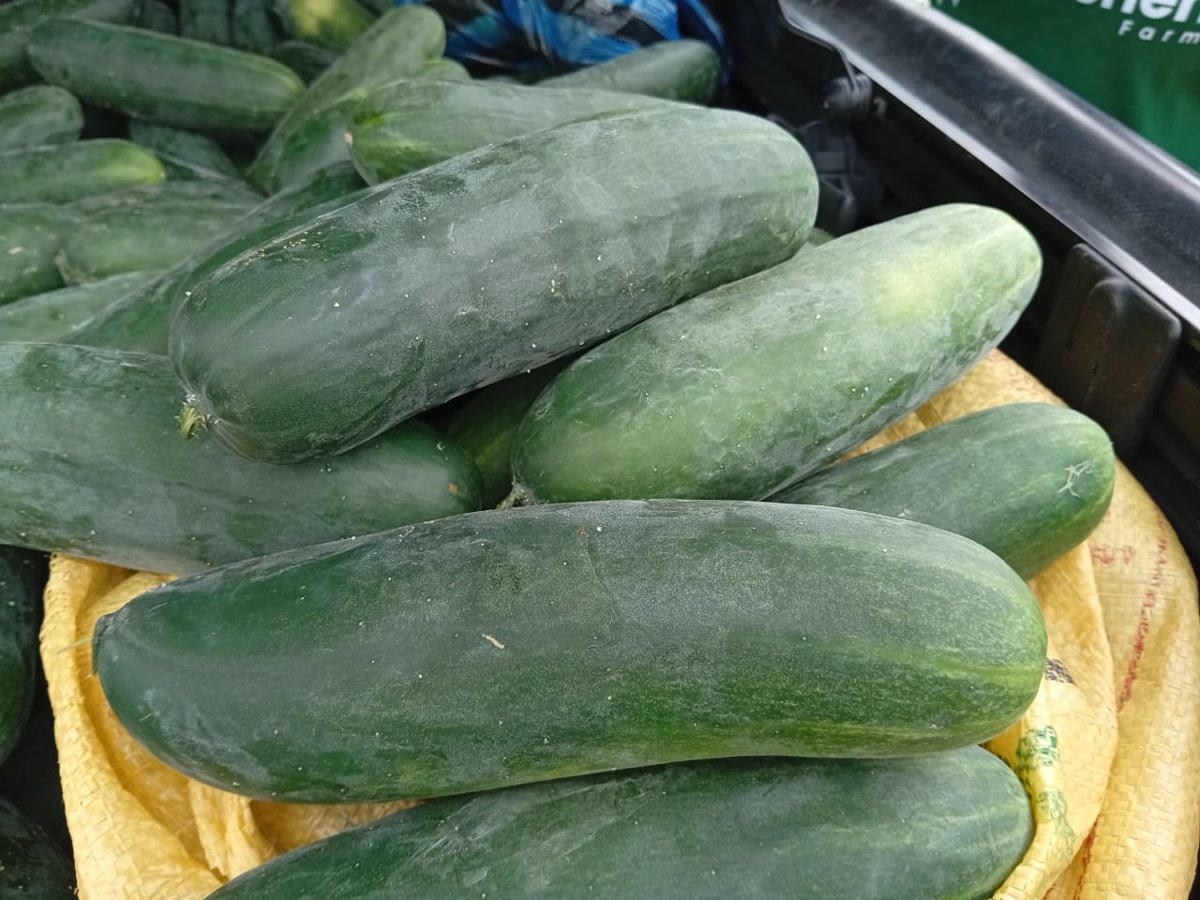Freshly harvested Ha-Shem Farms cucumbers arranged on a harvest sack.