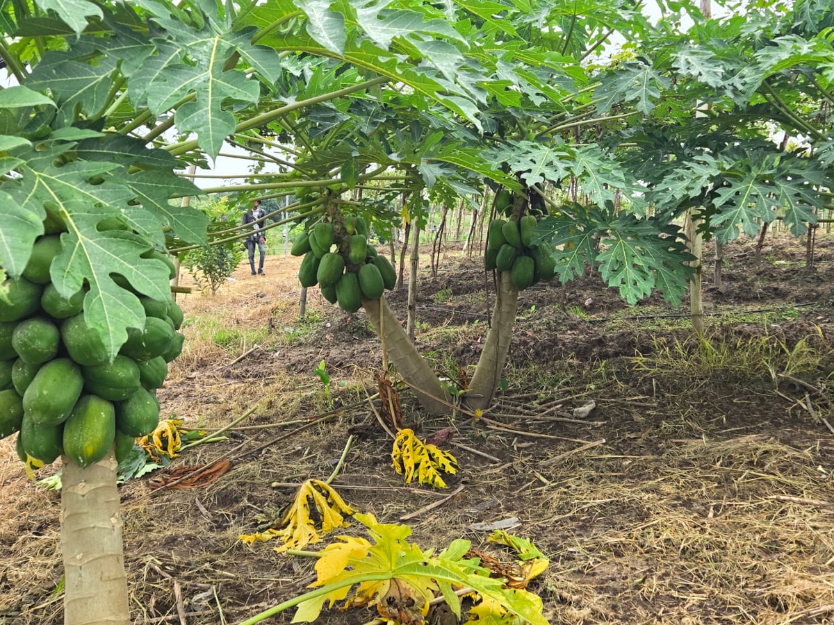 Clusters of green pawpaw fruit growing beneath mature leaves at Ha-Shem Farms.