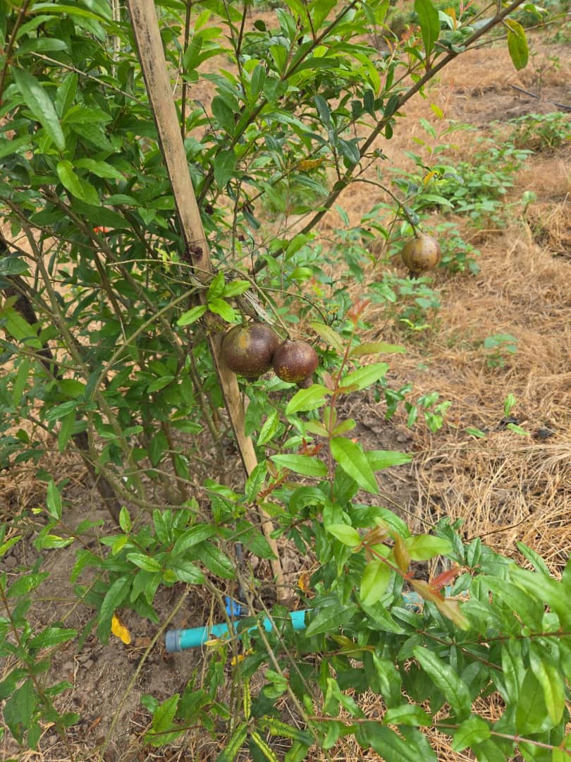 Pomegranate fruits growing on a tree at Ha-Shem Farms