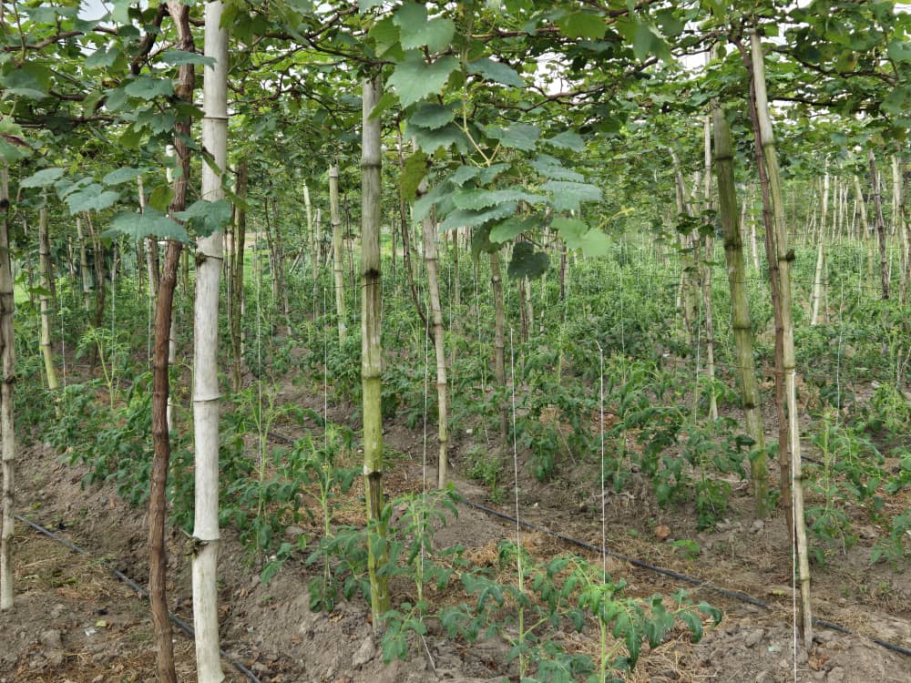 Rows of tomato plants growing under support structures at Ha-Shem Farms
